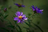 Sunstruck Wildflower_54268